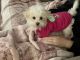 Maltipoo Puppies for sale in Cadiz, KY 42211, USA. price: $900