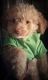 Maltipoo Puppies for sale in Glendora, CA, USA. price: $500
