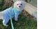 Maltipoo Puppies for sale in Danville, KY, USA. price: $200