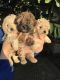 Maltipoo Puppies for sale in Anaheim, CA, USA. price: NA