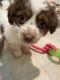Maltipoo Puppies for sale in Hemet, CA, USA. price: NA