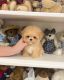 Maltipoo Puppies for sale in Toronto, ON, Canada. price: NA