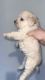 Maltipoo Puppies for sale in Costa Mesa, CA, USA. price: $1,600