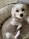 Maltipoo Puppies for sale in Ocala, FL, USA. price: $2,500