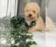 Maltipoo Puppies for sale in Maywood, IL 60153, USA. price: NA