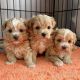 Maltipoo Puppies for sale in Toronto, ON, Canada. price: $400