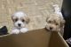 Maltipoo Puppies for sale in Memphis, TN, USA. price: NA