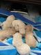 Maltipoo Puppies for sale in Richmond, VA, USA. price: $2,200