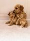 Maltipoo Puppies for sale in Atlanta, GA, USA. price: $800