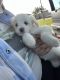 Maltipoo Puppies for sale in Camarillo, CA, USA. price: NA