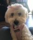 Maltipoo Puppies for sale in 901 Hidden Valley Dr, Round Rock, TX 78665, USA. price: $350
