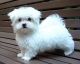 Maltipoo Puppies for sale in San Diego County, CA, USA. price: $600