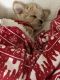 Maltipoo Puppies for sale in Manteca, CA, USA. price: $1,500
