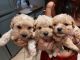 Maltipoo Puppies for sale in Visalia, CA, USA. price: $1,000