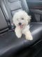 Maltipoo Puppies for sale in Germantown, MD, USA. price: $1,500