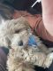 Maltipoo Puppies for sale in Red Bank, TN 37415, USA. price: NA