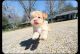 Maltipoo Puppies for sale in Orlando, FL, USA. price: $1,800