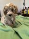 Maltipoo Puppies for sale in Louisa, VA 23093, USA. price: $1,500