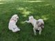 Maltipoo Puppies for sale in Sacramento, CA 95818, USA. price: $800
