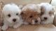 Maltipoo Puppies for sale in Springfield, IL, USA. price: NA