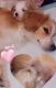 Maltipoo Puppies for sale in Richmond, CA 94803, USA. price: NA