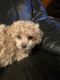 Maltipoo Puppies for sale in Rochester, NY 14623, USA. price: NA
