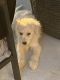 Maltipoo Puppies for sale in Sylmar, Los Angeles, CA, USA. price: NA