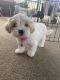 Maltipoo Puppies for sale in Ruskin, FL 33573, USA. price: $1,500