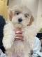 Maltipoo Puppies for sale in 5918 Coyote Echo Dr, Katy, TX 77449, USA. price: $500
