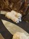 Maltipoo Puppies for sale in Richmond, TX 77406, USA. price: $900