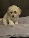 Maltipoo Puppies for sale in Fort Lauderdale, FL, USA. price: $950