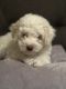 Maltipoo Puppies for sale in Fort Lauderdale, FL, USA. price: $850