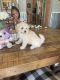 Maltipoo Puppies for sale in Clermont, FL, USA. price: NA