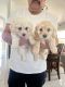 Maltipoo Puppies for sale in Woodland, CA, USA. price: $1,000