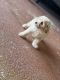 Maltipoo Puppies for sale in McDonough, GA, USA. price: $2,800