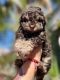 Maltipoo Puppies for sale in West Covina, CA, USA. price: NA