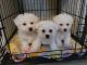 Maltipoo Puppies for sale in Greenwood, IN, USA. price: NA