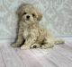 Maltipoo Puppies for sale in Torrance, CA, USA. price: $650