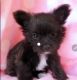 Maltipoo Puppies for sale in Pahrump, NV 89048, USA. price: NA