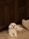 Maltipoo Puppies for sale in Overland Park, KS, USA. price: NA