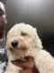 Maltipoo Puppies for sale in Las Vegas, NV 89121, USA. price: $1,500