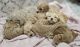Maltipoo Puppies for sale in Goodyear, AZ, USA. price: NA