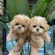 Maltipoo Puppies for sale in California City, CA, USA. price: $850