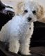 Maltipoo Puppies for sale in Perry, GA, USA. price: NA