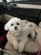 Maltipoo Puppies for sale in Overland Park, KS, USA. price: NA