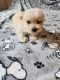 Maltipoo Puppies for sale in Lancaster, OH 43130, USA. price: $800