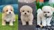 Maltipoo Puppies for sale in Gray, GA 31032, USA. price: NA