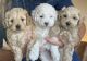 Maltipoo Puppies for sale in Torrance, CA, USA. price: $700