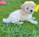 Maltipoo Puppies for sale in New Philadelphia, OH 44663, USA. price: $600