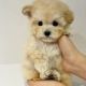 Maltipoo Puppies for sale in Sacramento, CA, USA. price: $1,500